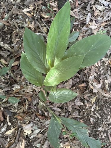 Alpinia japonica observed 2026-09-28