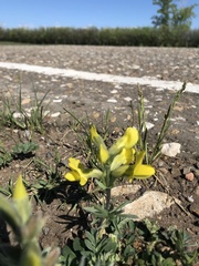 Thermopsis lanceolata