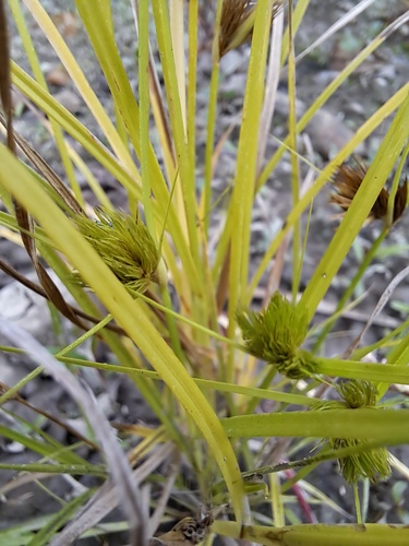 Bohemian Sedge