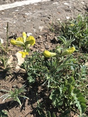 Thermopsis lanceolata