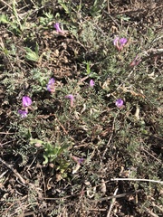 Astragalus angarensis