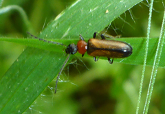 Pedilus inconspicuus