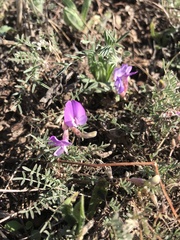 Astragalus angarensis