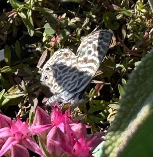 Lang's Short-tailed Blue