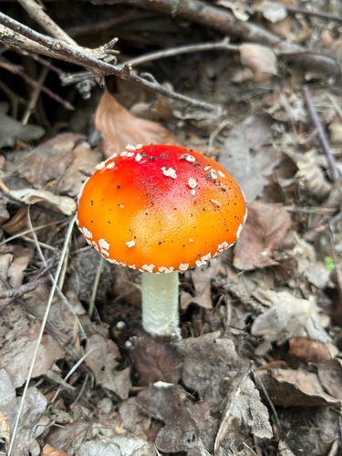 Fly Agaric