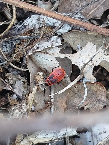European Firebug