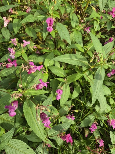 Himalayan balsam