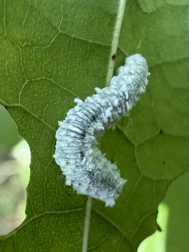 Alder Sawfly