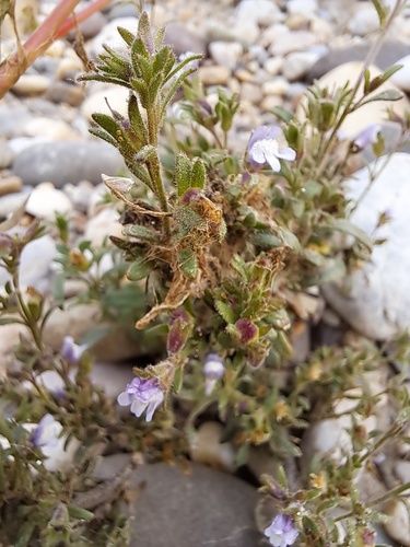 Chaenorhinum litorale
