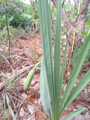 Cyrtopodium blanchetii