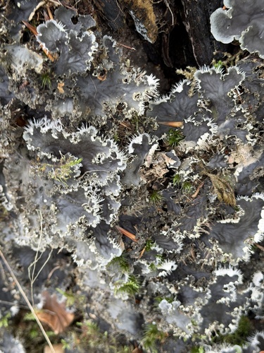 scaly pelt lichen