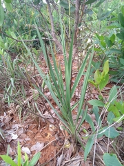 Cyrtopodium blanchetii