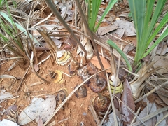 Cyrtopodium blanchetii
