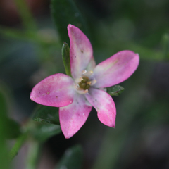 Cyanothamnus polygalifolius