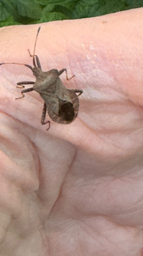 Dock Bug