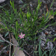 Cyanothamnus polygalifolius