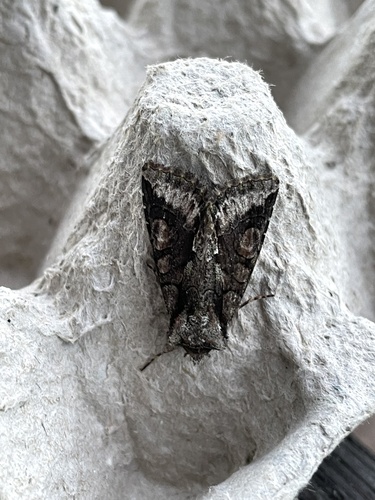 Green-brindled Crescent