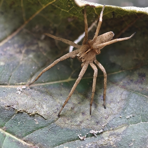 European Nursery Web spider