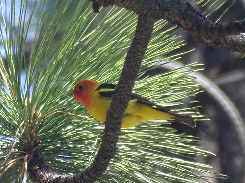 iNaturalist observation photo of Western Tanager