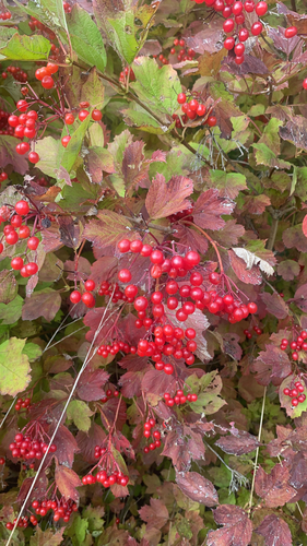 guelder-rose