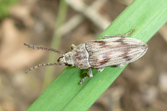 Dascillus davidsoni