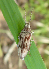 Dascillus davidsoni