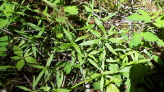 Moehringia macrophylla