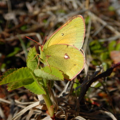 Colias canadensis