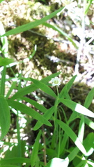 Moehringia macrophylla