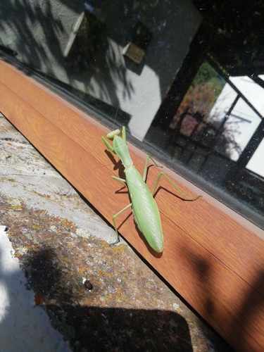 Transcaucasian Giant Mantis