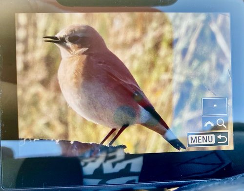 Northern Wheatear