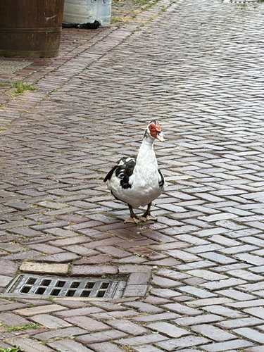 Muscovy Duck