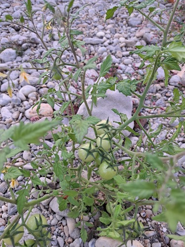 tomato