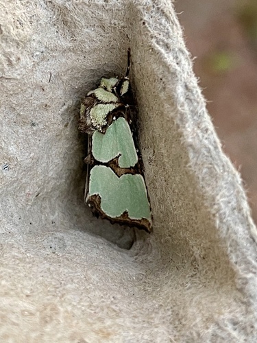 Staurophora celsia