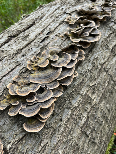 turkey-tail