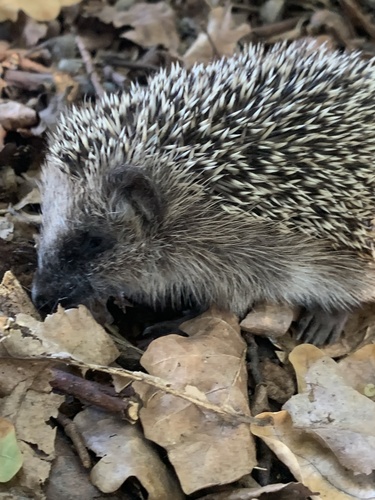 Common Hedgehog
