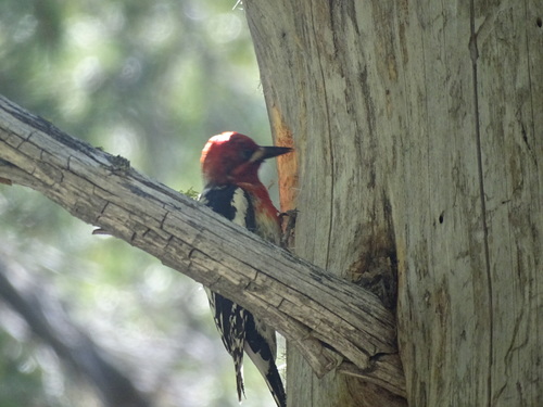 iNaturalist observation photo of Red-breasted Sapsucker