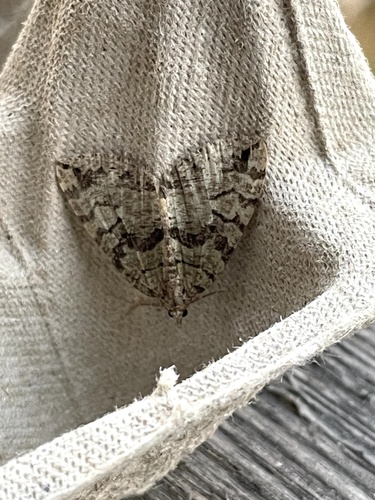 July Highflyer Moth
