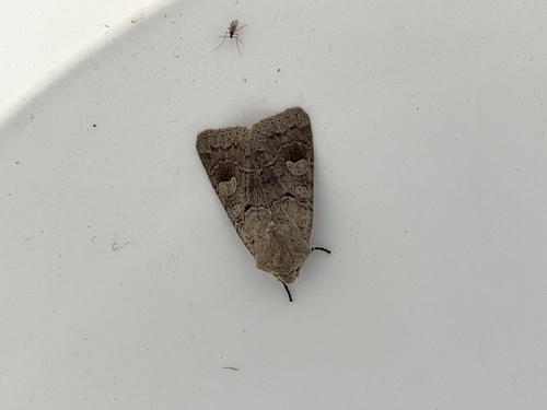 Ammoconia caecimacula