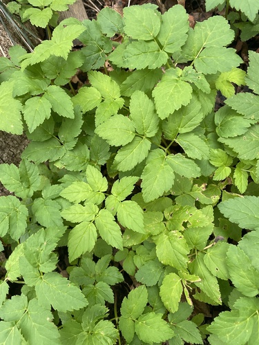 Goutweed