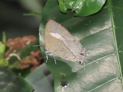 Horaga albimacula triumphalis