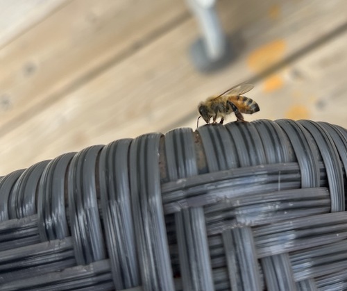 Western Honey Bee