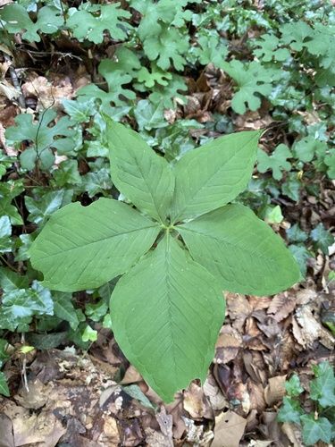 Arisaema quinatum, photograph 4