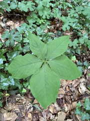 Arisaema quinatum, photograph Emily Summerbell, CC BY, iNaturalist via GBIF
