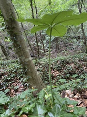 Arisaema quinatum, photograph Emily Summerbell, CC BY, iNaturalist via GBIF