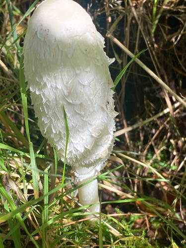 Shaggy Mane
