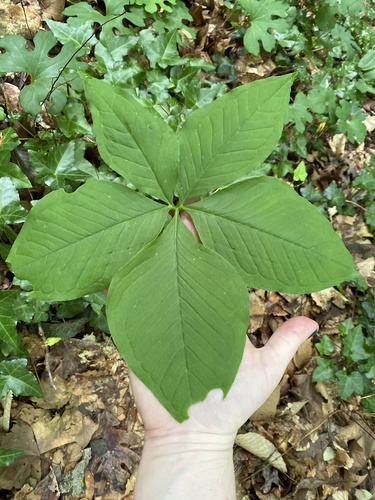Arisaema quinatum, photograph 6
