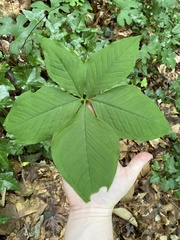 Arisaema quinatum, photograph Emily Summerbell, CC BY, iNaturalist via GBIF
