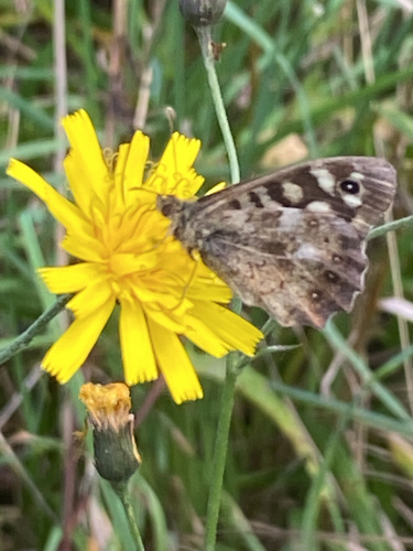 Speckled Wood