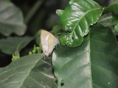 Horaga albimacula triumphalis